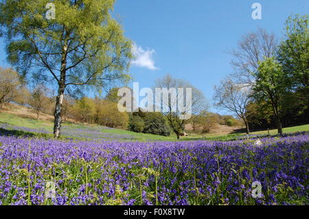 Bluebells on Clent hills. Stock Photo