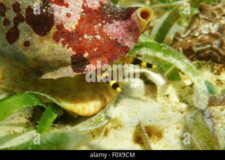 Marine life underwater, close up image of the head of an Atlantic triton trumpet mollusk, Charonia variegata, Caribbean sea Stock Photo