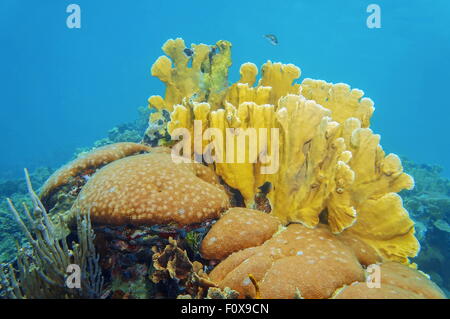 Coral reef underwater with massive starlet and bladed fire corals, Caribbean sea