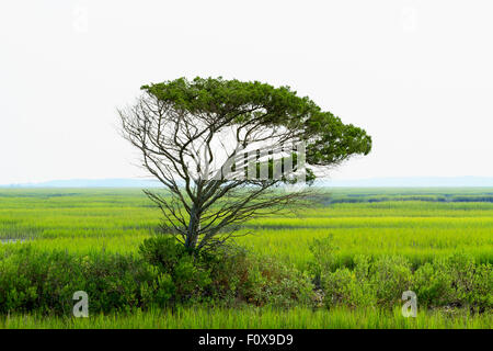 A single wind swept live oak tree stands tall over the saltwater marsh and cordgrass near Garden City and Murrells Inlet, SC. Stock Photo