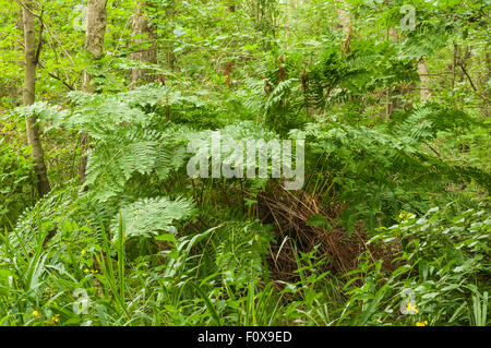 A photograph of a Royal Fern, Osmunda regalis, growing in Askam bog Nature Reserve, Yorkshire, England Stock Photo