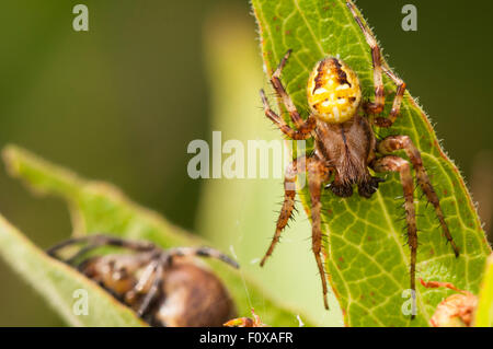 Male and Female 4 spot Orb weaver Spider, Araneus diadematus, resting on a leaf in Askam Bog Nature reserve, Yorkshire, England Stock Photo