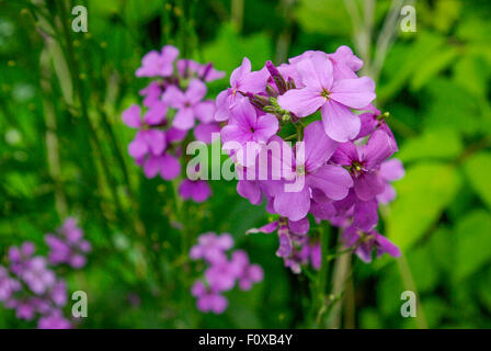 Clusters of small purple flower Dame's Rocket or Hesperis matronalis with the green foliage in the background, Minnesota USA Stock Photo