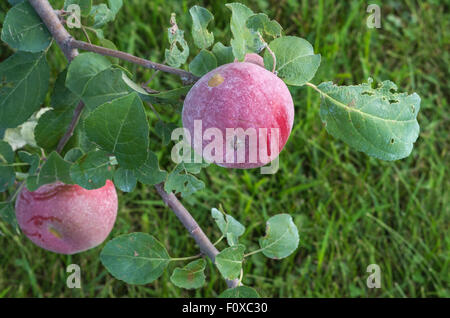 This is an imperfect heirloom apple variety grown at a small private orchard in Minnesota.  Two apples and the branch. Stock Photo