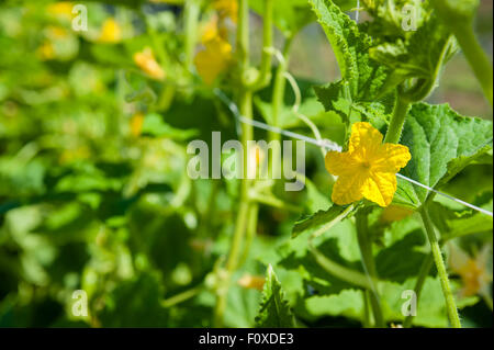 Yellow cucumber blossom on a string-lined trellis. Stock Photo
