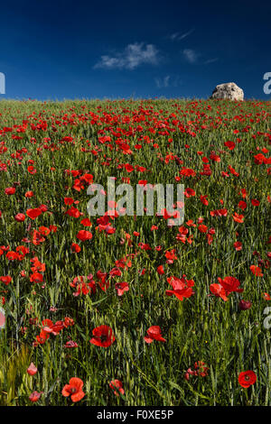 Fallow field of spring wheat with wild red Poppies on hill with rock at Puerto Lope Spain Stock Photo
