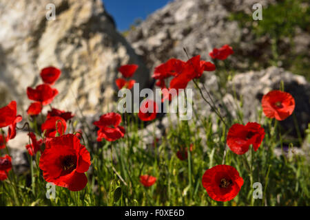 Wild red Poppies at a rock outcrop in farm field above Puerto Lope village Andalusia Spain Stock Photo