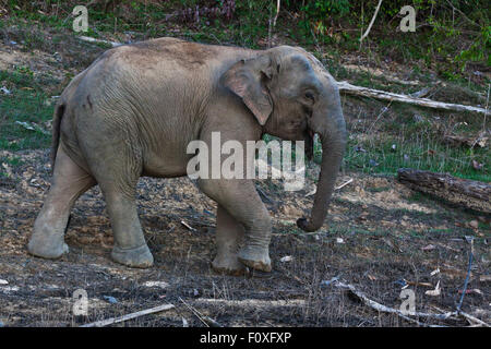 A WILD ELEPHANT comes to visit in the Wildlife Sancturary on Klong Saeng of CHEOW EN LAKE in KHAO SOK NATIONAL PARK - THAILAND Stock Photo