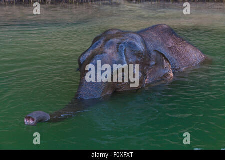 A WILD ELEPHANT comes to visit in the Wildlife Sancturary on Klong Saeng of CHEOW EN LAKE in KHAO SOK NATIONAL PARK - THAILAND Stock Photo