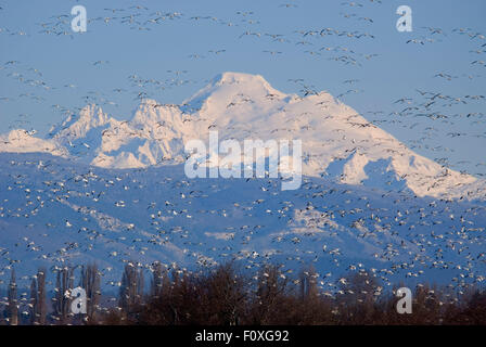 Mt Baker with snow geese (Anser caerulescens), Skagit Wildlife Area, Washington Stock Photo