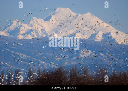 Mt Baker with snow geese (Anser caerulescens), Skagit Wildlife Area, Washington Stock Photo