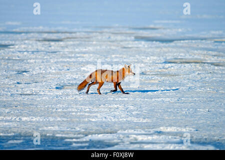 Red Fox Walking on a Frozen Lake Stock Photo