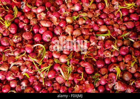 Top view of unpeeled red onions spread all over the frame with some onions beginning to sprout. Stock Photo