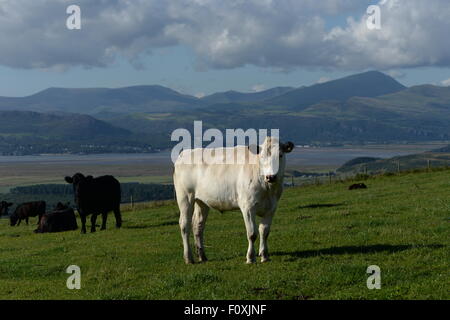 herd of black and white cattle above harlech looking north to snowdonia in north wales Stock Photo