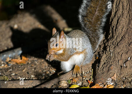 Eastern gray squirrel eating peanuts Stock Photo