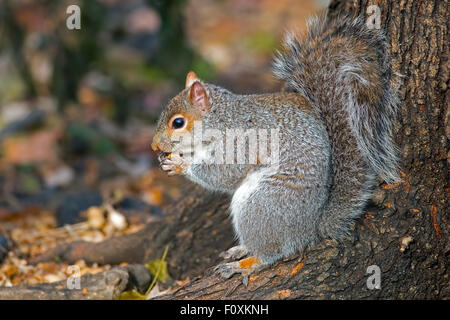 Eastern gray squirrel eating peanuts Stock Photo