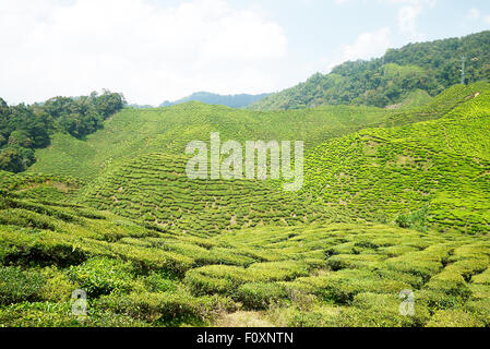 A Scenic Shot of the Boh Tea Plantation in Cameron Highlands, Malaysia Stock Photo