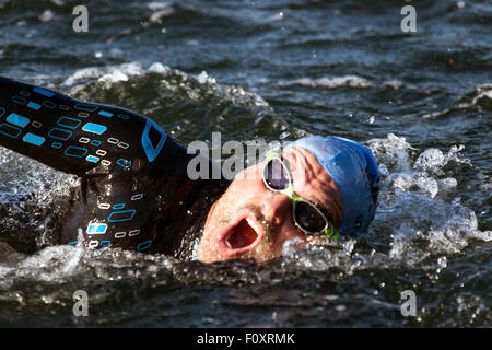 Copenhagen, Denmark, August 23rd, 2015. A triathlete in KMD Ironman Copenhagen70.3 swims the race first 3.8 km stage. Some 3.000 atlethes from 57 countries participated. Credit:  OJPHOTOS/Alamy Live News Stock Photo