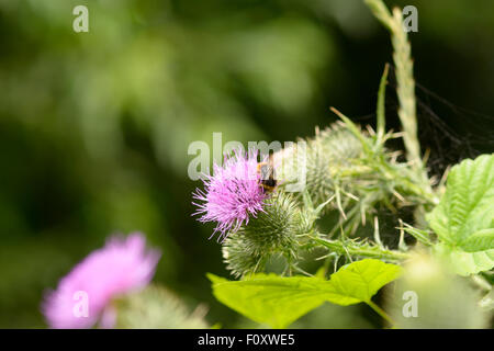 Bee on purple Scottish thistle (Asteraceae) flower in summer time Stock Photo