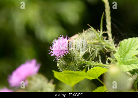 Bee on purple Scottish thistle (Asteraceae) flower in summer time Stock Photo