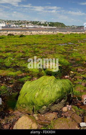 Green covered rocks beside the river Teign estuary on Shaldon beach. Stock Photo