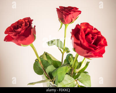 three dark red roses isolated on white Stock Photo