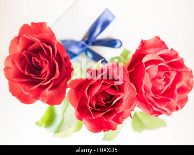 three dark red roses isolated on white Stock Photo