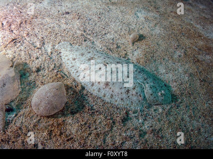 Oct. 15, 2014 - Black Sea, Ukraine - European flounder (Platichthys flesus), Black Sea, Crimea, Ukraine, Eastern Europ (Credit Image: © Andrey Nekrasov/ZUMA Wire/ZUMAPRESS.com) Stock Photo