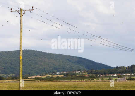 House martins gathering on electricity wires, in preparation for migration. Stock Photo