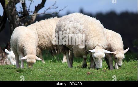 A family of Sheep and their Lambs eating green grass Stock Photo