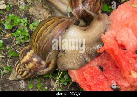 snail slug bug mollusk grass concept farm garden Stock Photo