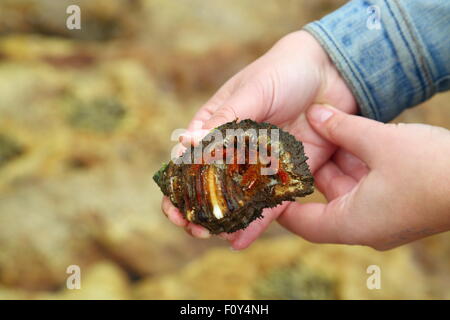 An adult lady holds the shell of a large hermit crab as it emerges at Depot Beach, NSW, Australia. Stock Photo