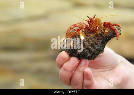 An adult lady holds the shell of a large hermit crab as it emerges at Depot Beach, NSW, Australia. Stock Photo