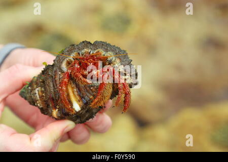 An adult lady's hands hold the shell of a large hermit crab as it emerges at Depot Beach, NSW, Australia. Stock Photo