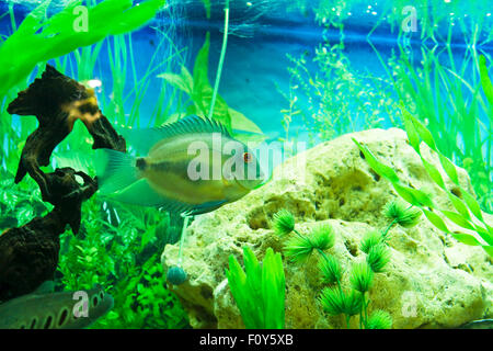 Tropical fish Uaru Amphiacanthoides cichlidae, lives in Latin America in river Amazon river, recorded in aquarium. Stock Photo