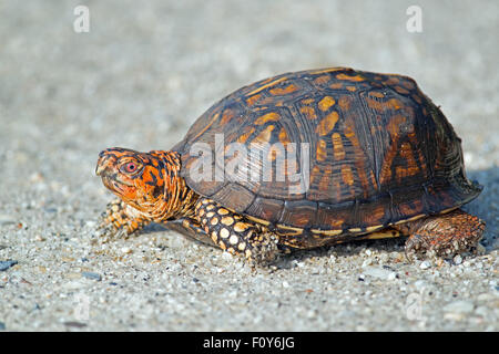 Box Turtles On the Dirt Road Stock Photo