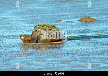 Common Snapping Turtle Moving through Muddy Marsh Stock Photo