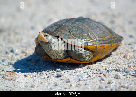 Diamondback Terrapin Turtle Laying Eggs in Road Stock Photo - Alamy