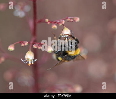 A lovely Bumblebee on a red plant with white flowers Stock Photo