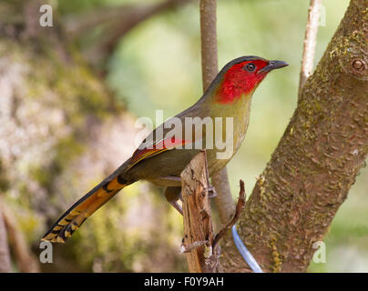 The beautiful Red-faced or Scarlet-faced Liocichla (Liocichla ripponi) on Doi Lang Northern Thailand Stock Photo