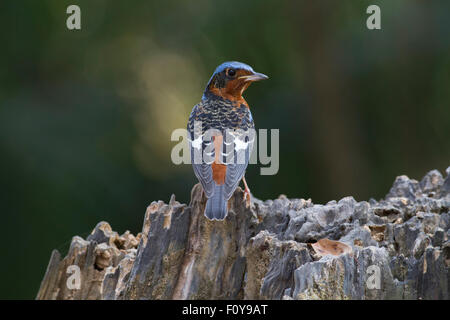 A male White-throated Rock Thrush rear view perched on rocks in Khao Yai National Park in Central Thailand Stock Photo