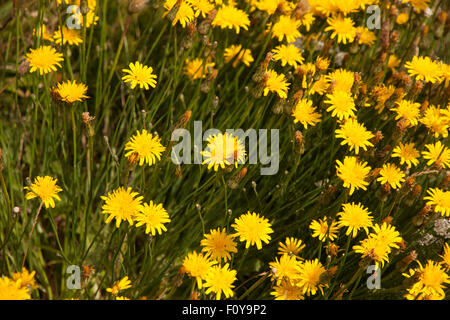 Cat's-ear flowers Stock Photo