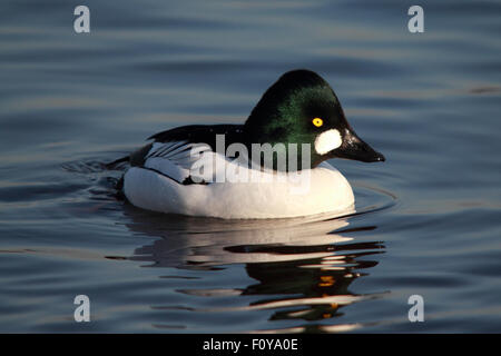 A lovely, close-up, of a Common Goldeneye, also known simply as Goldeneye, in calm water Stock Photo