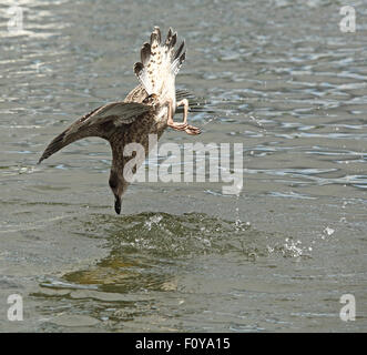 A juvenile Herring Gull playing around in the water Stock Photo