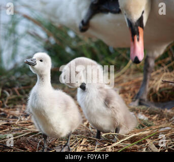 A couple of young Cygnets, Mute Swans with their parent preening Stock Photo