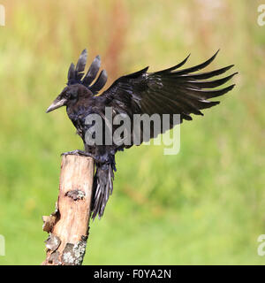 A beautiful Rook landing on a tree stump with its wings spread