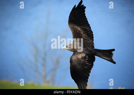 A beautiful Yellow-billed Kite in flight against the blue sky Stock Photo