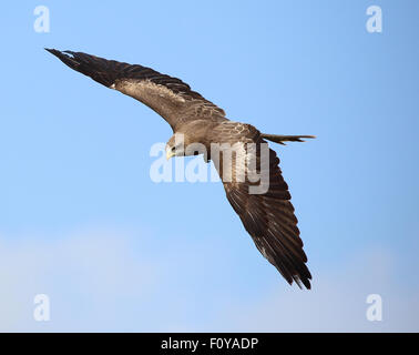 A beautiful Yellow-billed Kite in flight against the blue sky Stock Photo