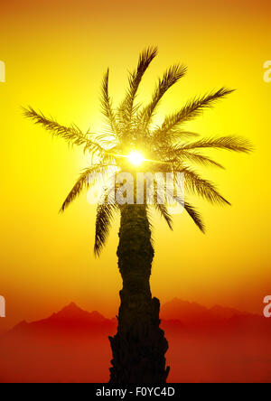 Palm in desert mountains at the sunset Stock Photo