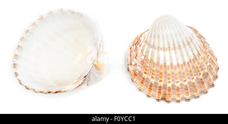 Rough Cockle  Shell (Acanthocardia Tuberculata) Stock Photo